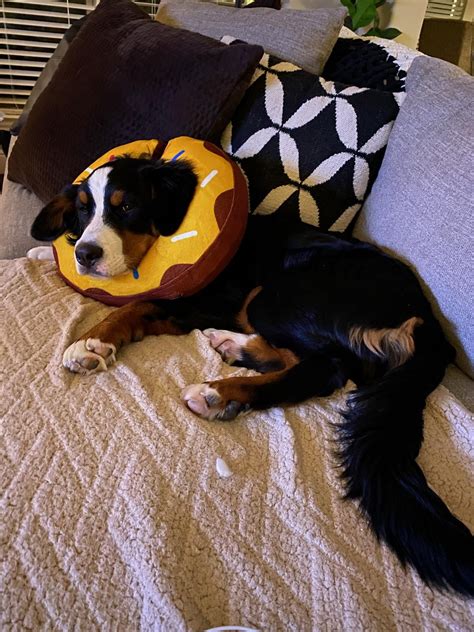 Image result for How to Stop Dogs from Eating Poop