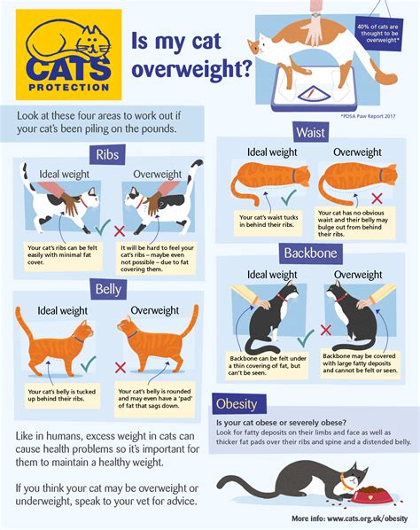 Cat Obesity | Help & Advice | Cats Protection