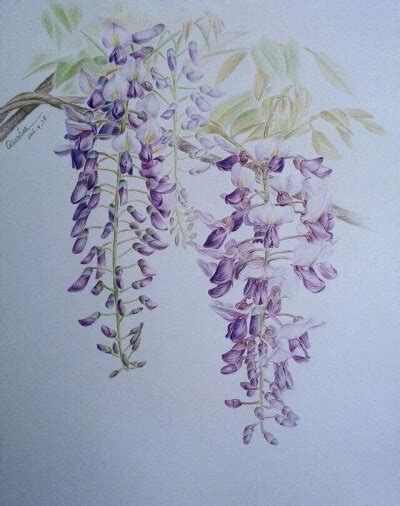 彩铅手绘 的图像结果