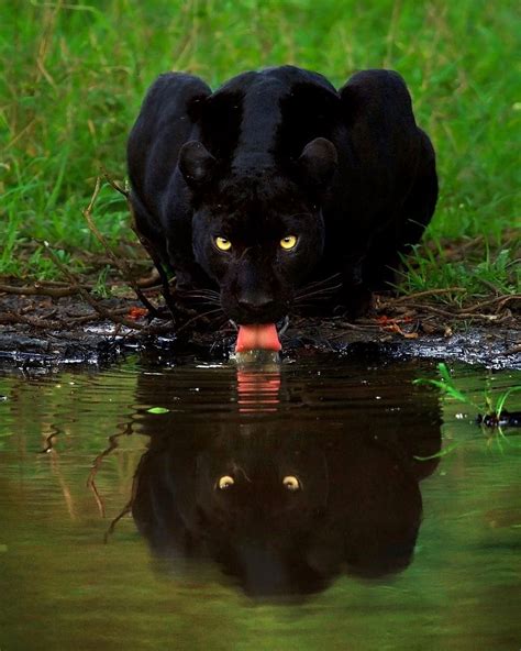 Photo by @mithunhphotography Black Panther. #wildlife # ...