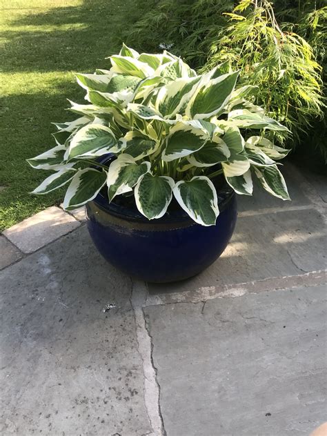 21 Best Perennials To Grow In Pots