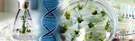 chaperon biotech, chaperon biotech training project institute, bio ...