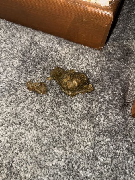 Dog being sick, help! : r/DogAdvice