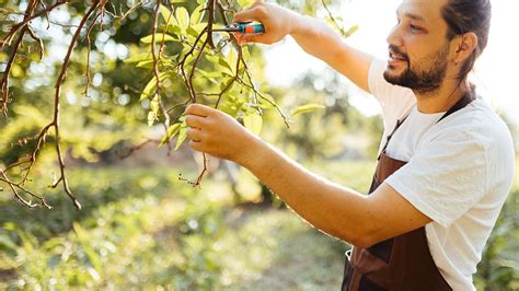 8 Common Signs That You Have Tree Roots in Your Pipes | Angi