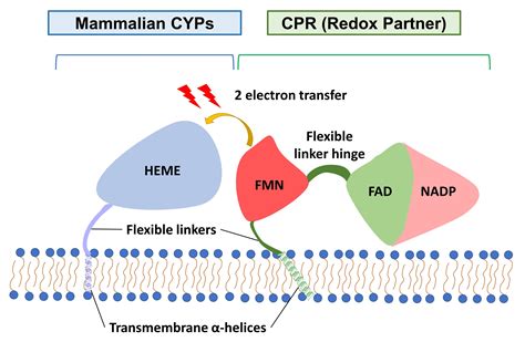 Electron Transfer from Cytochrome P450 Reductase to Cytochrome P450: Towards a Structural and ...