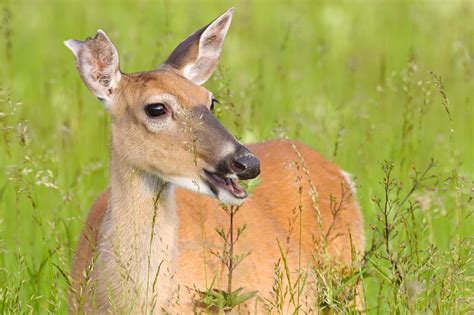 White-tailed doe at Shenandoah | FWS.gov