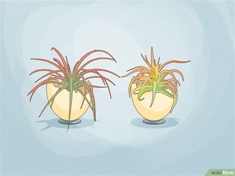 How to Display Air Plants On MDF 的图像结果