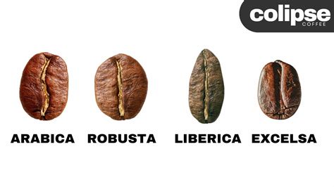 4 Types of Coffee Beans: How to Choose – Colipse