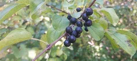 Winter Homeowner Woody Invasive Plant Control Workshop, 7260 Perry Lake ...