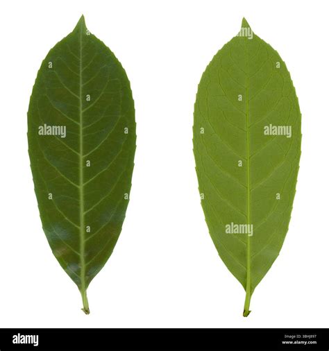 top and bottom side of cherry laurel leaf aka english laurel or common ...