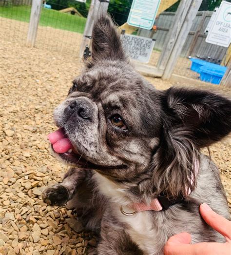 Calling all Frenchies!!!!!! Frenchie party!! , Good Dog Cafe ...