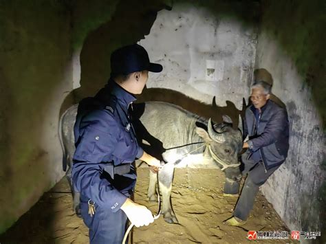 男孩上山放牛报警称被多条蛇围住 公安消防成功将其解救脱险_手机新浪网