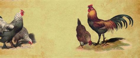 The Young Environmentalist