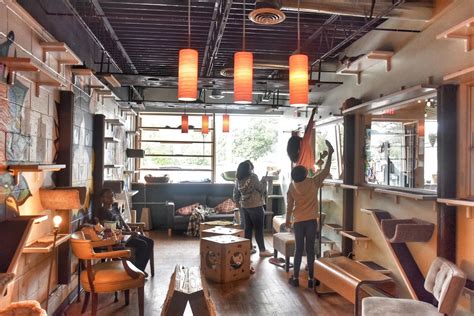 Some Cool Cafes with Cats in the US You May Want to Visit