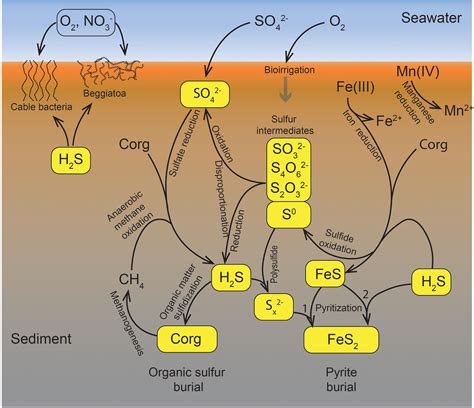 Frontiers | The Biogeochemical Sulfur Cycle of Marine Sediments