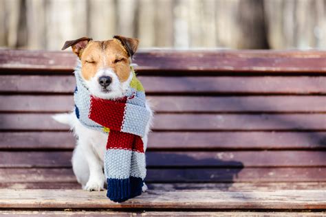 Best Practices for Keeping Outdoor Pets Warm This Winter - Detmer and Sons
