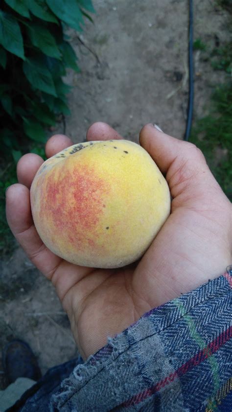 Seedling peach tree success/proof that it's worth it to grow from seed ...