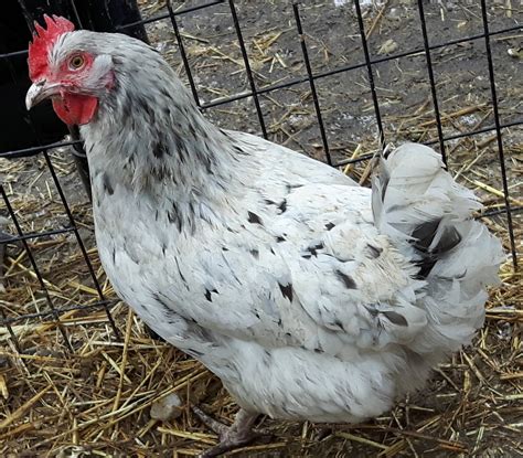 Wild Acres Standard Breed Chickens: | Wild Acres