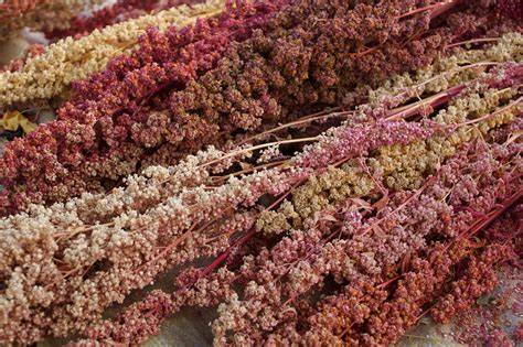 How to Plant and Grow Quinoa