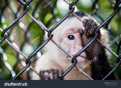 Sad Cute Animals In Zoos