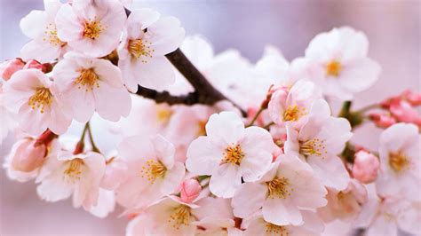 Sagamihara Shi Kanagawa Japan