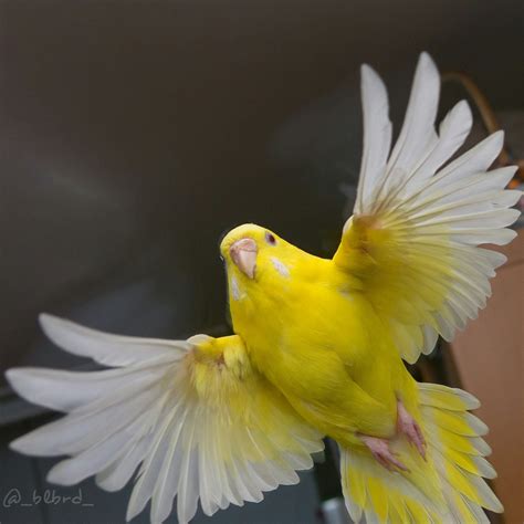 Beautiful yellow Budgie in flight | Cashback World | Buy animal care ...
