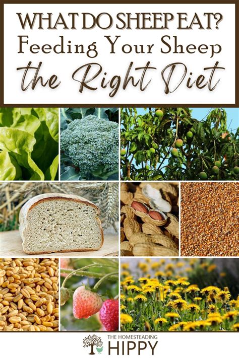 What do Sheep Eat? Feeding Your Sheep the Right Diet