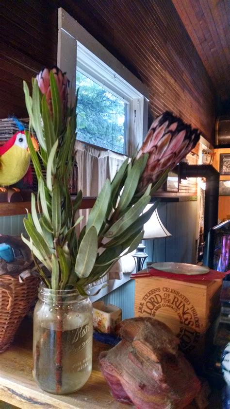 What kind of flowers are these? Found on sale at a Fred Meyer on the ...