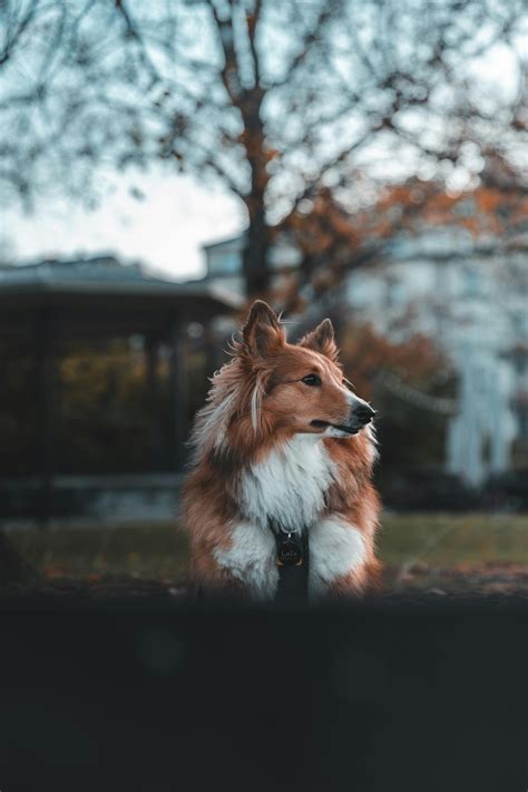 Dog+Knot+Pull+Out+Compilation Photos, Download The BEST Free Dog+Knot ...