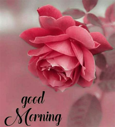 Top 999+ good morning rose images hd – Amazing Collection good morning ...