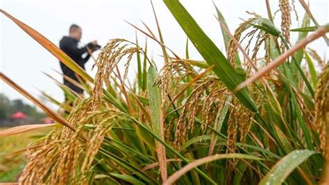 水稻的一生--全面认识水稻的整个生长发育过程