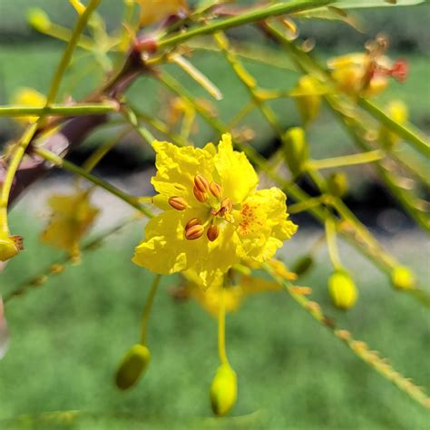 Cercidium x 'Desert Museum' (Palo Verde Hybrid)
