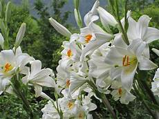 gigli fiore raccontare un paese i miei fiori gigli di s antonio e gigli fiore raccontare un paese i miei fiori gigli di s antonio e
