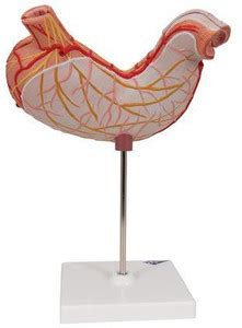 the first lab TFL STOMACH MODEL ON STAND 0001 Anatomical Body Model ...