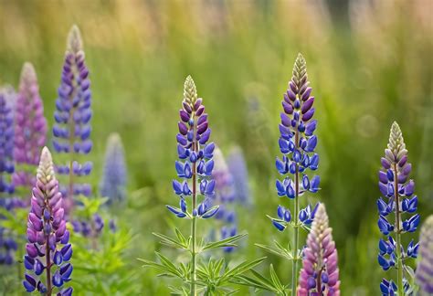 Lupine Flowers Wildflowers Free Stock Photo - Public Domain Pictures
