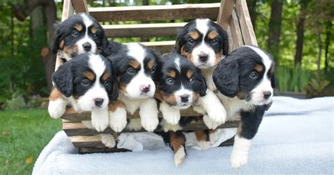 Image result for Mini Cockapoo