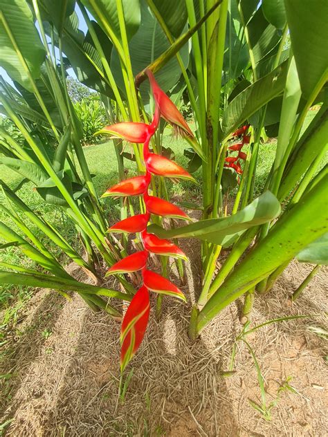 Heliconia Rostrata PR Libre Hanging Lobster Claw Live Rhizome Tropical ...