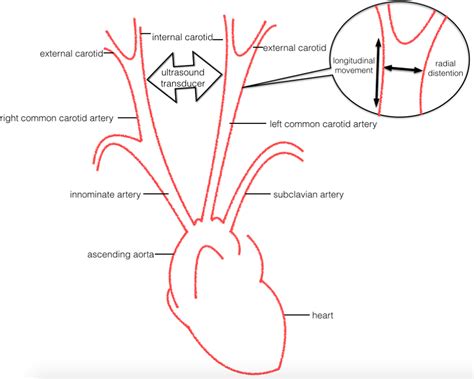 Comparison of the multi‐phasic longitudinal displacement of the left ...