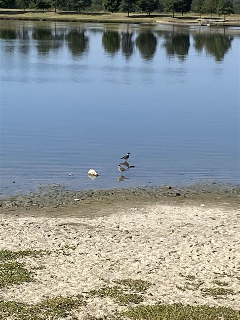 Not the best quality, but these two were found in Memphis TN. They remind me of killdeer. : r ...