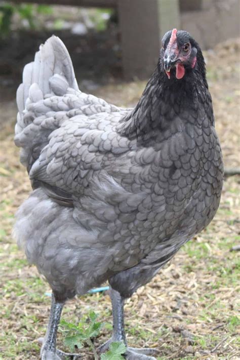 Top 6 Grey Chicken Breeds (with Pictures) | Fancy chickens, Pet ...