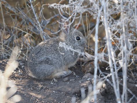 Pygmy Rabbit Facts 的图像结果