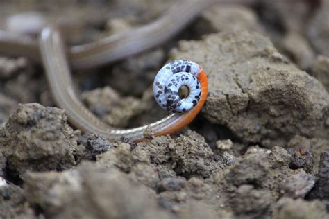 And Therein Lies A Tale... - slide10 | Nature inFocus