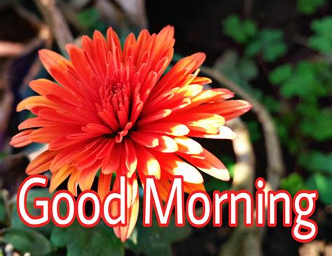 Latest Good Morning Wishes