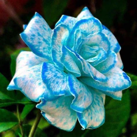 Beautiful Unique Blue and White Color Rose 💙💙 in 2020 | Beautiful rose ...