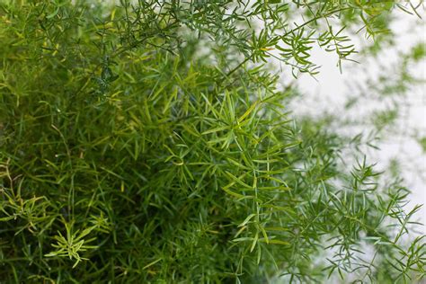 Asparagus Fern: Plant Care & Growing Guide