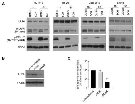 Unveiling the Roles of Low-Density Lipoprotein Receptor-Related Protein ...