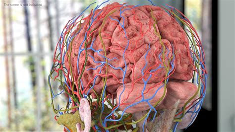3D Complete Female Body Anatomy model | 3D Molier International