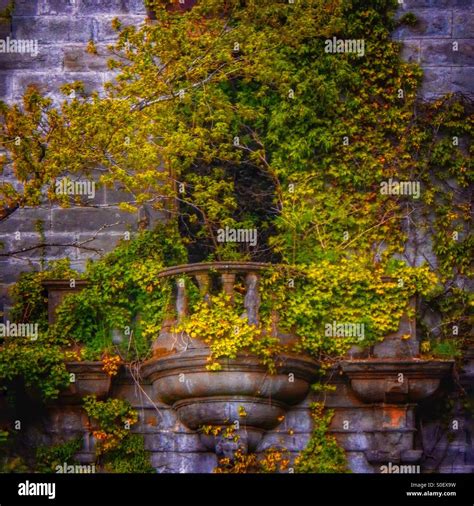 Old Juliet balcony and overgrown Ivy and trees Stock Photo - Alamy