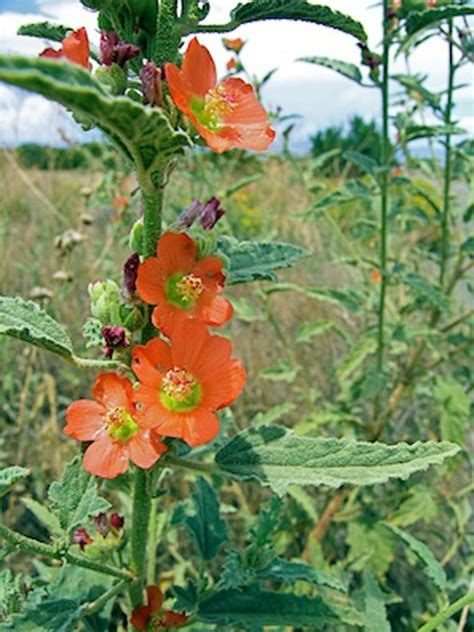 Sphaeralcea angustifolia - narrowleaf globemallow, yerba del negro, mal ...