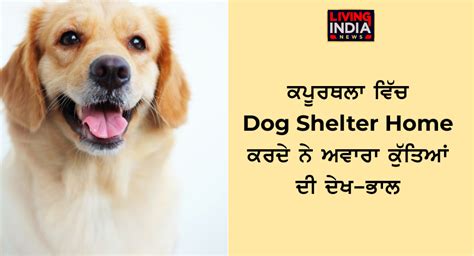 ਕਪੂਰਥਲਾ ‘ਚ Dog Shelter Home ਕਰਦੇ ਨੇ ਅਵਾਰਾ ਕੁੱਤਿਆਂ ਦੀ ਦੇਖ-ਭਾਲ - Living ...